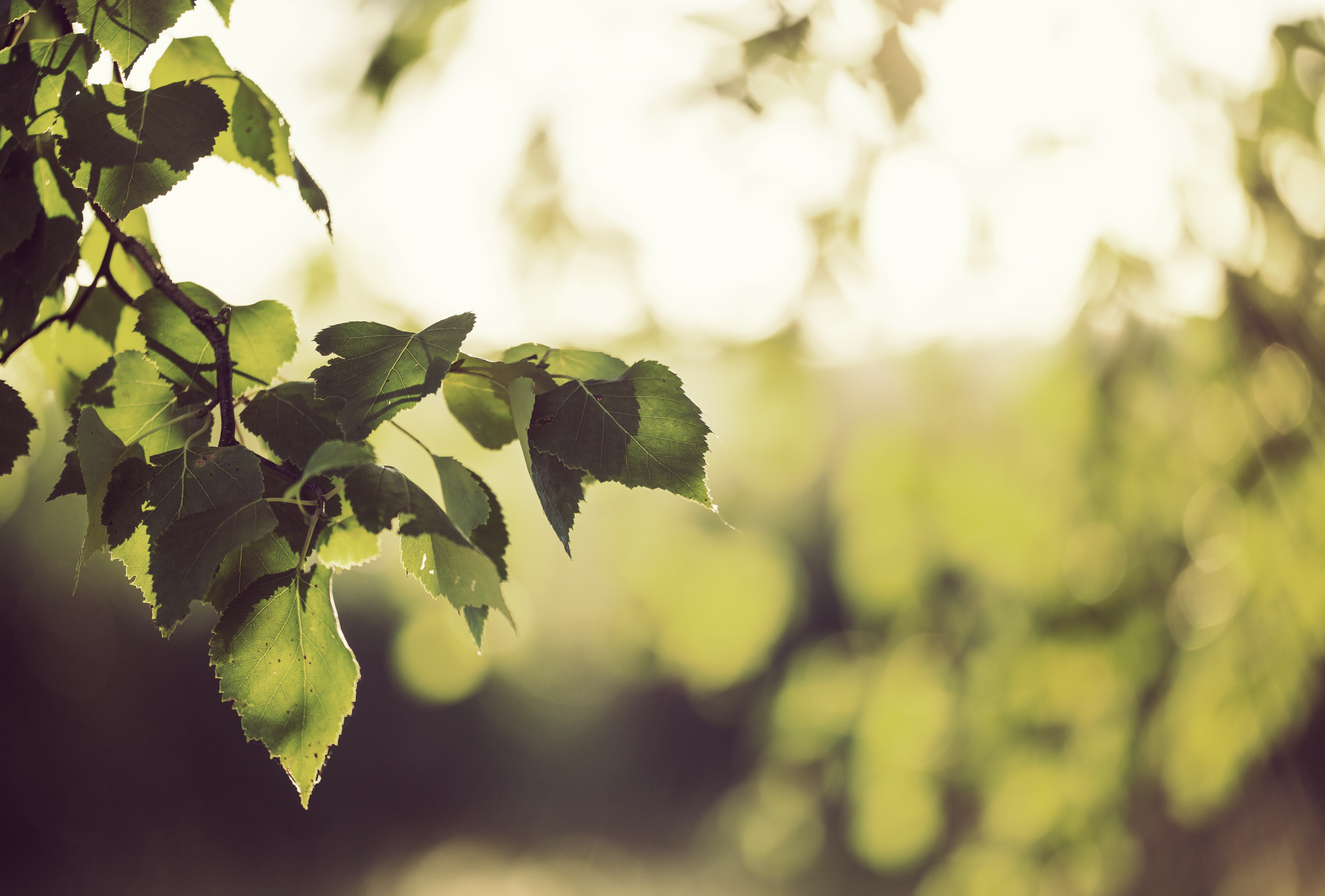 Gröna löv på en gren