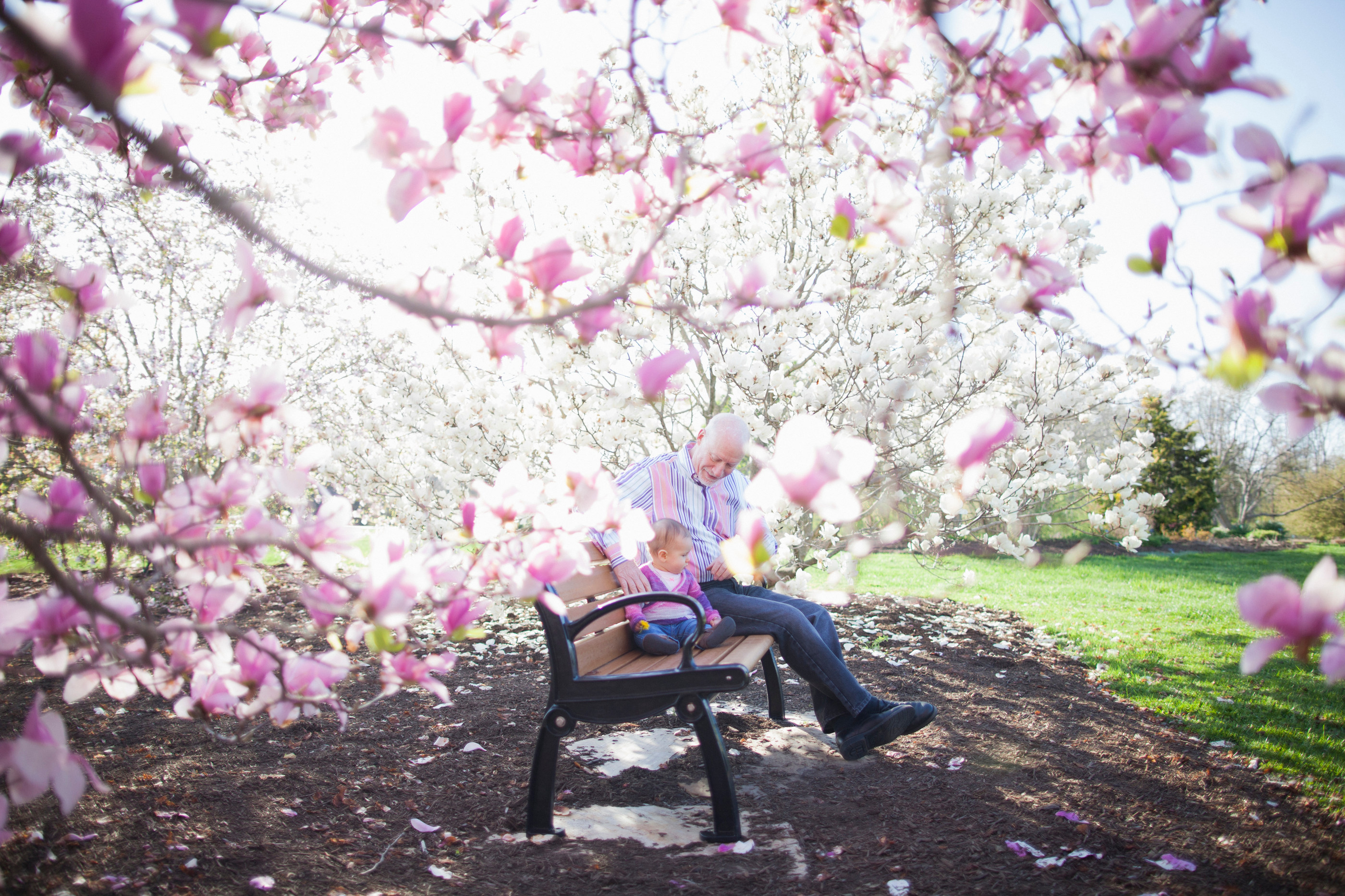 Gammal man och litet barn under blommmande magnoliaträd.