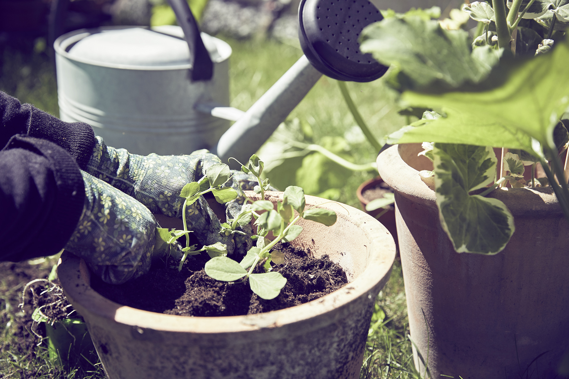 Händer planterar en grön växt i en terracottakruka utomhus.