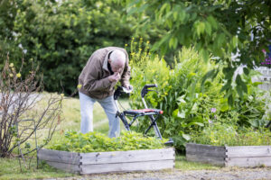 Äldre man provsmakar jordgubbe från pallkrage.